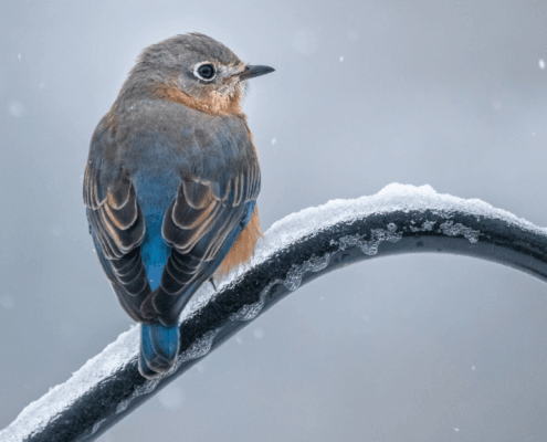 Estate Planning for Snowbirds in South Carolina