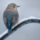Estate Planning for Snowbirds in South Carolina