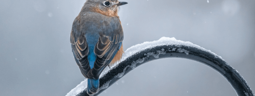 Estate Planning for Snowbirds in South Carolina