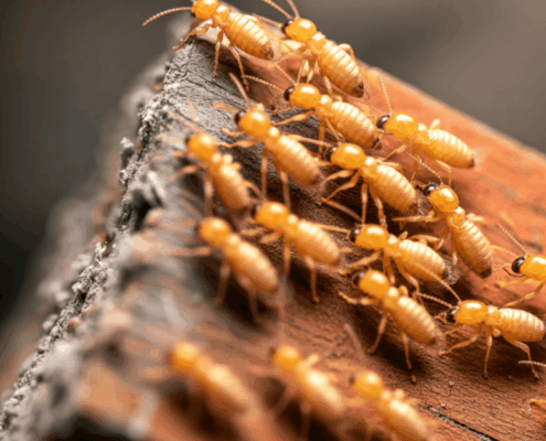 Termite Letters (CL-100) in Greenville Closings_ Requirements and Common Issues